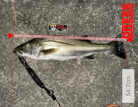 ベイトタックルでシーバスと遊んでみた！