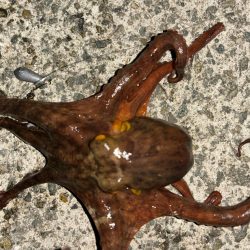 タコは気まぐれ 6