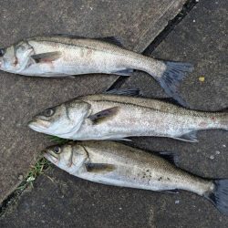 チヌやセイゴの活性高いです！