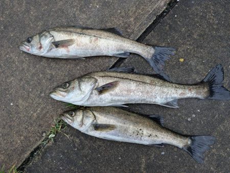 チヌやセイゴの活性高いです！