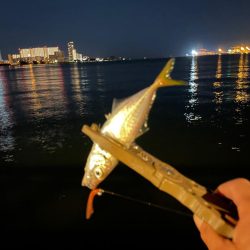 ジグ単de〜アジング♪減って来た感