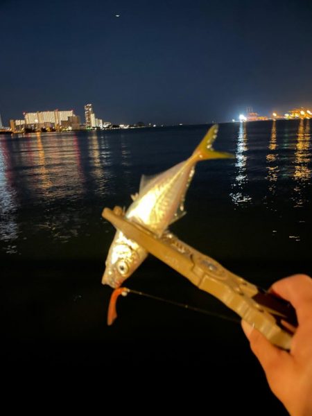 ジグ単de〜アジング♪減って来た感