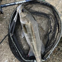 梅雨入りシーバス