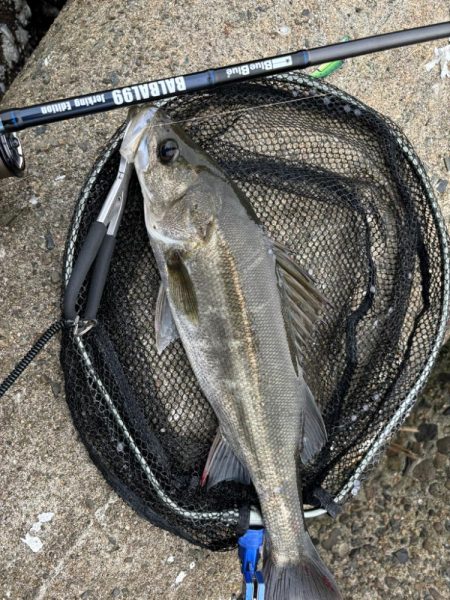 梅雨入りシーバス