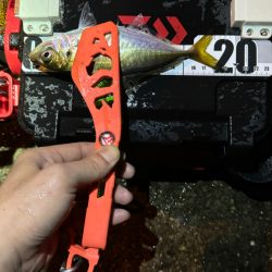 GMさん？そろそろタコ釣りですね！