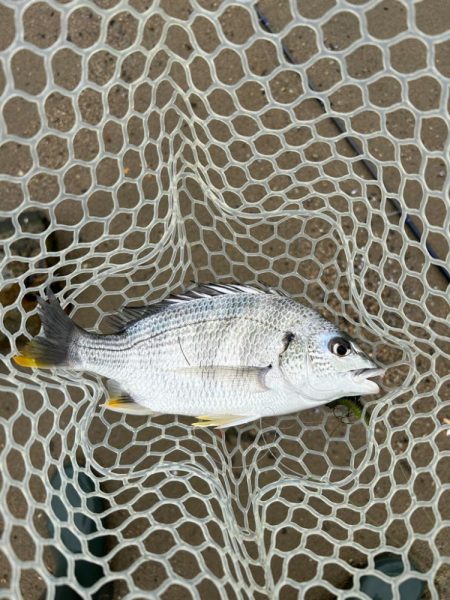 トップで釣るはずが！