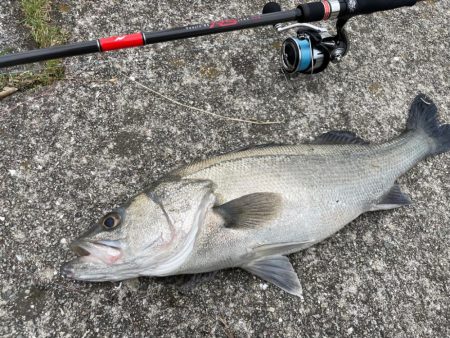 雨後の増水堰下パターン