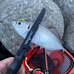 ナイトアジング