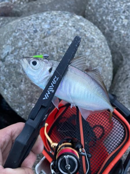 ナイトアジング