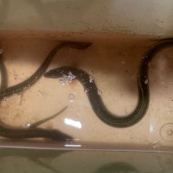 ウナギ&シーバスマゴチ