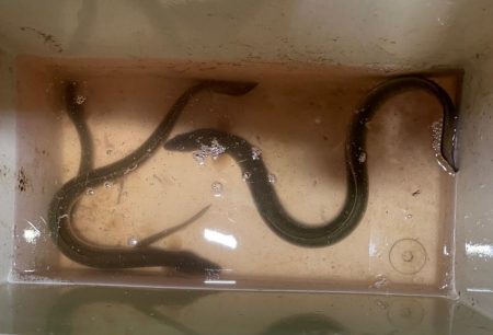 ウナギ&シーバスマゴチ