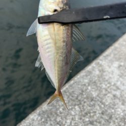 デイアジング♪