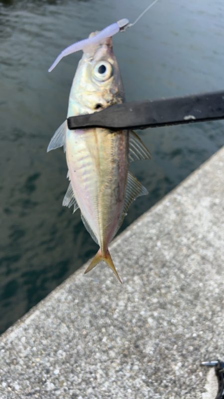 デイアジング♪