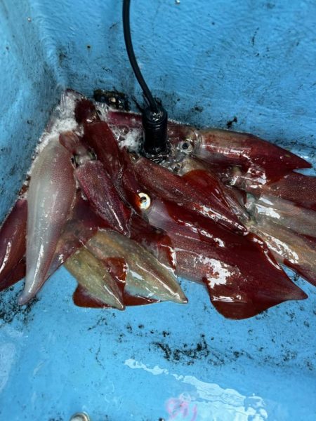 釣果イマイチだけど型良し混ざり