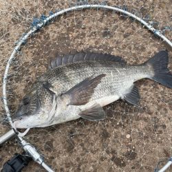 暴風のチヌ釣り
