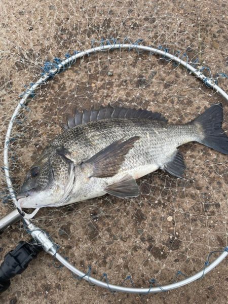 暴風のチヌ釣り