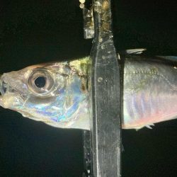 ゴミだらけの底にアジは居る!