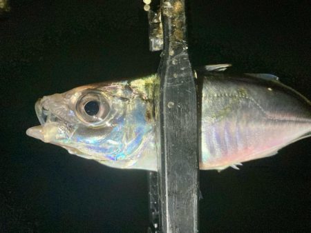 ゴミだらけの底にアジは居る!