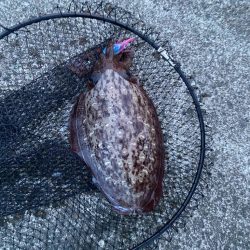 連日のエギング