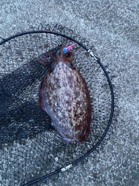 連日のエギング