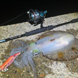 今季やっと3杯目のアオリ🦑GET!\(^o^)/