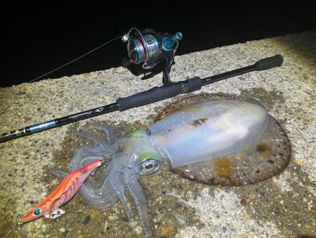 今季やっと3杯目のアオリ🦑…