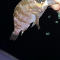 梅雨前メバリング♪