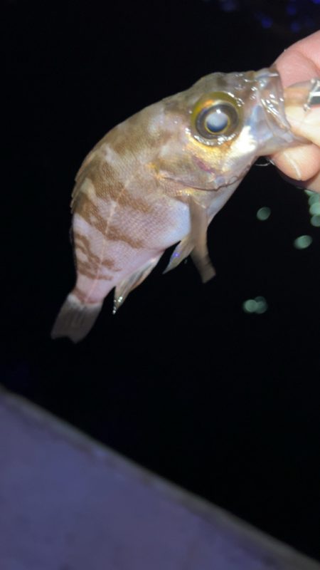 梅雨前メバリング♪