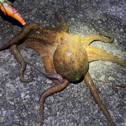 久々に釣れました