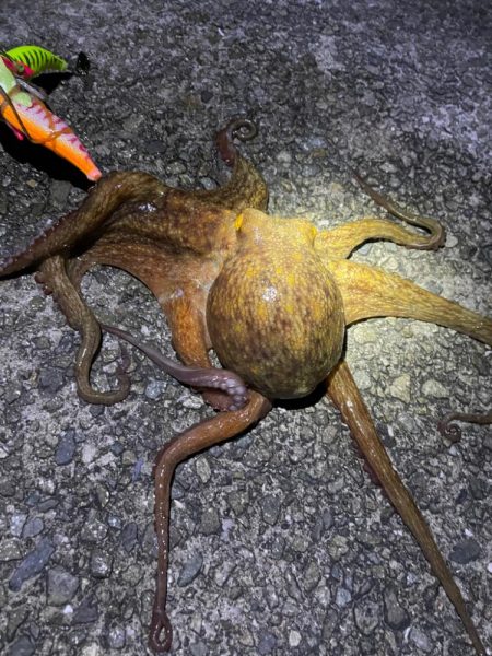 久々に釣れました