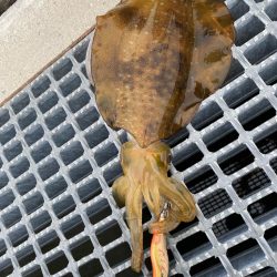 梅雨イカエギング
