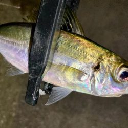 居残り組を釣る!😔