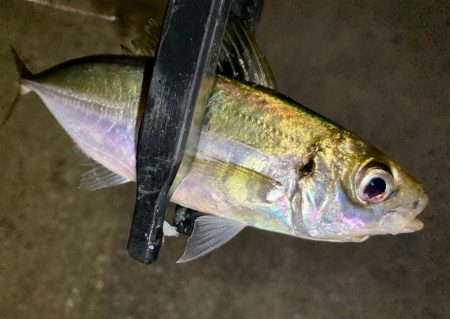 居残り組を釣る！😔