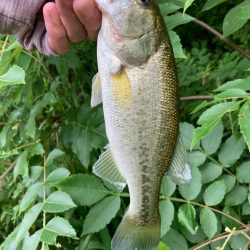 ライトリグで何とか