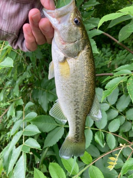 ライトリグで何とか