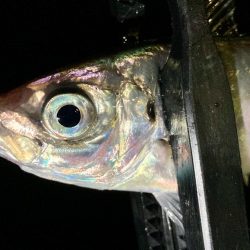 雨だけど釣る‼︎