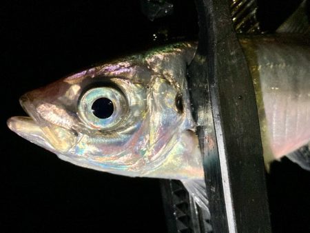 雨だけど釣る‼︎