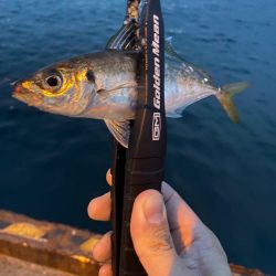 渋いながらもなんとからつ抜け