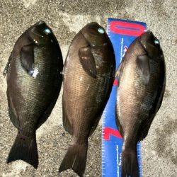 魚津港フカセ夜釣り