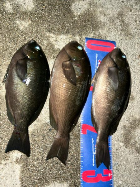 魚津港フカセ夜釣り