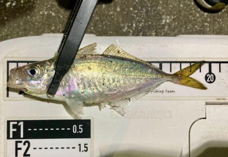 中アジ探しに！