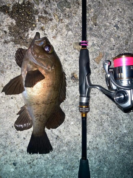 2024ライトゲーム第22戦