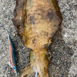 春はコウイカ続きの中、港で釣れた泣ける一杯
