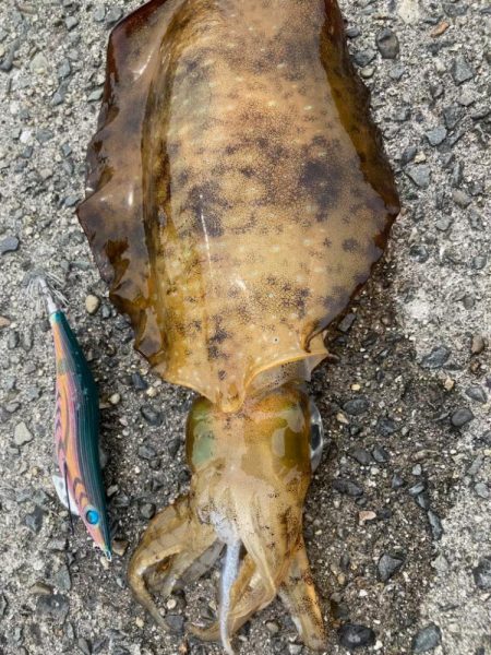 春はコウイカ続きの中、港で釣れた泣ける一杯