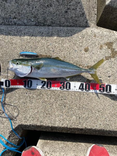 陸っぱり初のハマチ