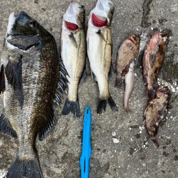 ガシラとセイゴ好調です