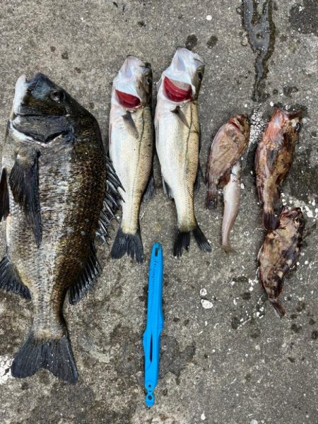 ガシラとセイゴ好調です