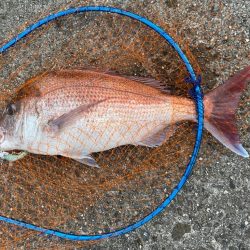 久しぶりのショア真鯛