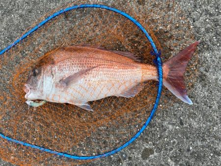 久しぶりのショア真鯛