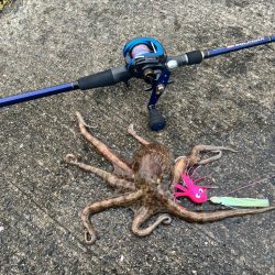 タコ釣り